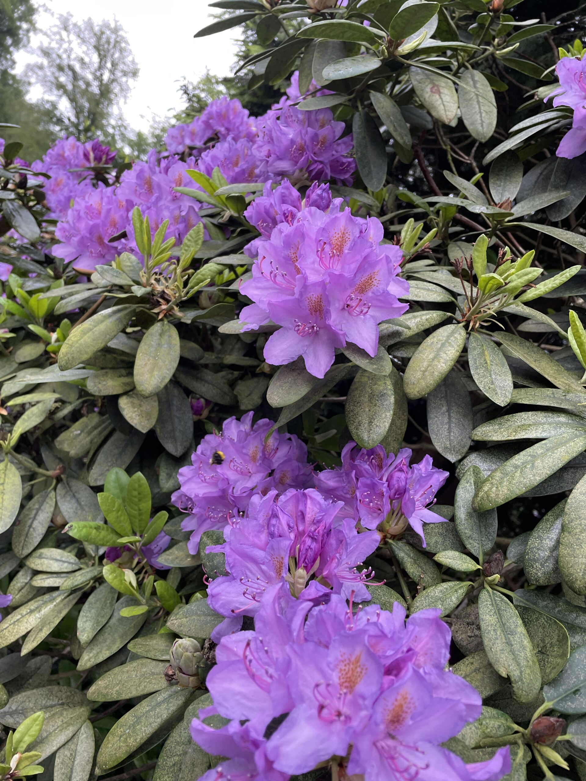 image00008