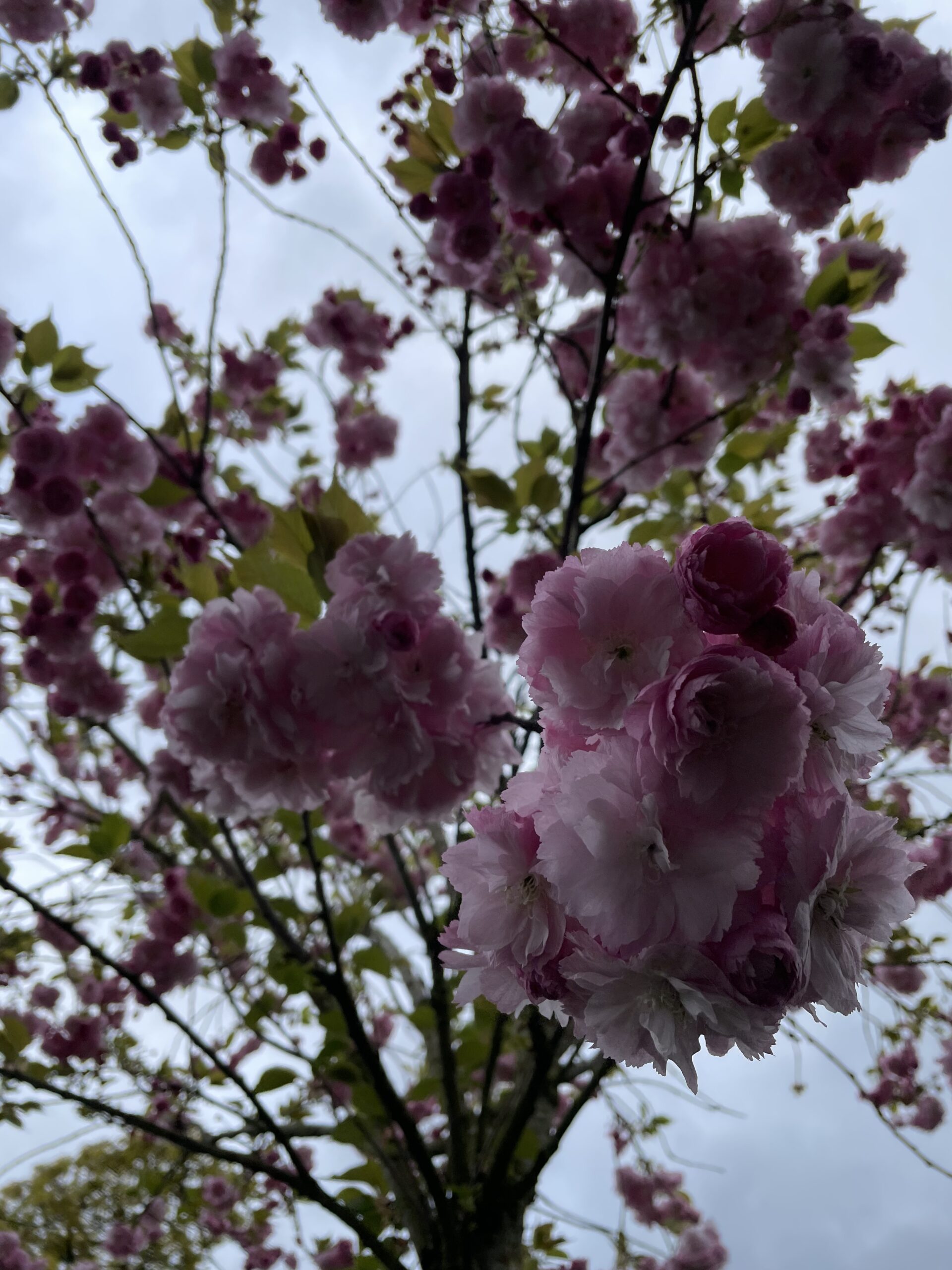image00012